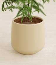 Load image into Gallery viewer, Almond Green stand:all