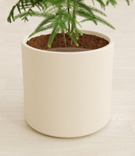 Load image into Gallery viewer, Cream stand:all