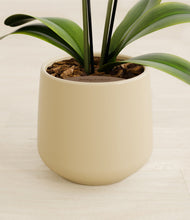 Load image into Gallery viewer, Almond Green stand:all