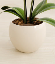 Load image into Gallery viewer, Shiny EggWhite stand:all