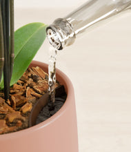 Load image into Gallery viewer, Calm Rose stand:all