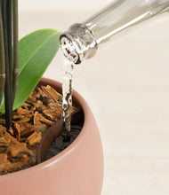 Load image into Gallery viewer, Calm Rose stand:all