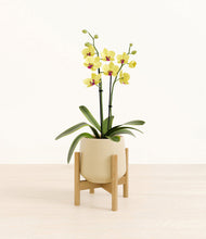 Load image into Gallery viewer, Almond Green stand:bamboo