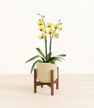 Load image into Gallery viewer, Almond Green stand:walnut