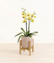 Load image into Gallery viewer, Eternal Gray stand:bamboo