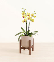 Load image into Gallery viewer, Eternal Gray stand:walnut