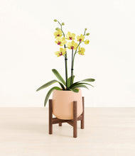 Load image into Gallery viewer, Gentle Pink stand:walnut