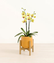 Load image into Gallery viewer, Mustard stand:bamboo