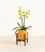 Load image into Gallery viewer, Mustard stand:walnut