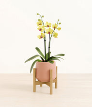 Load image into Gallery viewer, Calm Rose stand:bamboo