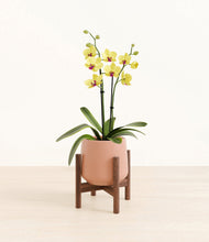 Load image into Gallery viewer, Calm Rose stand:walnut