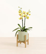 Load image into Gallery viewer, Turquoise stand:bamboo