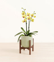 Load image into Gallery viewer, Turquoise stand:walnut