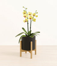 Load image into Gallery viewer, Black stand:bamboo