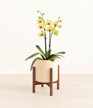 Load image into Gallery viewer, Cream stand:walnut