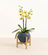 Load image into Gallery viewer, Deep Navy stand:bamboo