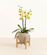 Load image into Gallery viewer, Desert Brown stand:bamboo