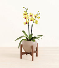 Load image into Gallery viewer, Desert Brown stand:walnut