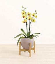 Load image into Gallery viewer, Winter Clouds stand:bamboo