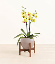 Load image into Gallery viewer, Winter Clouds stand:walnut