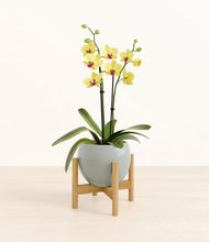 Load image into Gallery viewer, Deep Ocean stand:bamboo