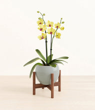 Load image into Gallery viewer, Deep Ocean stand:walnut