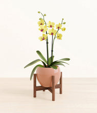 Load image into Gallery viewer, Calm Rose stand:walnut