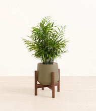 Load image into Gallery viewer, Olive stand:walnut