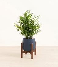 Load image into Gallery viewer, Deep Navy stand:walnut