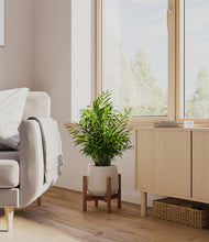 Load image into Gallery viewer, Eternal Gray stand:walnut