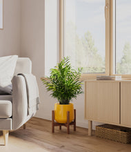 Load image into Gallery viewer, Mustard stand:walnut