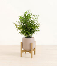 Load image into Gallery viewer, Eternal Gray stand:bamboo