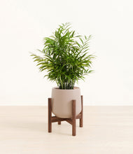 Load image into Gallery viewer, Eternal Gray stand:walnut