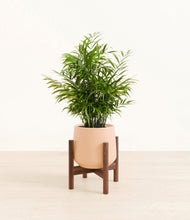 Load image into Gallery viewer, Gentle Pink stand:walnut