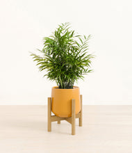 Load image into Gallery viewer, Mustard stand:bamboo
