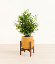 Load image into Gallery viewer, Mustard stand:walnut