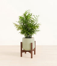 Load image into Gallery viewer, Turquoise stand:walnut