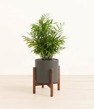 Load image into Gallery viewer, Dark Olive stand:walnut