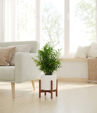 Load image into Gallery viewer, White stand:walnut