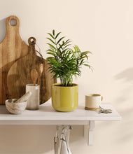 Load image into Gallery viewer, Key Lime Yellow