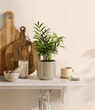 Load image into Gallery viewer, Sage Green
