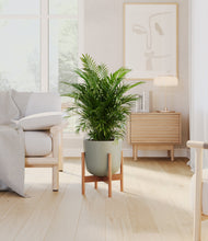 Load image into Gallery viewer, Sage Green stand:bamboo