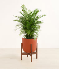 Lade das Bild in den Galerie-Viewer, Earth Red stand:dark