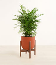 Load image into Gallery viewer, Earth Red stand:walnut