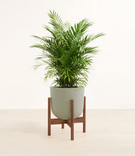 Load image into Gallery viewer, Sage Green stand:walnut