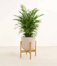 Load image into Gallery viewer, Sandy Pink stand:bamboo