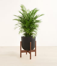 Load image into Gallery viewer, Stone Black stand:walnut