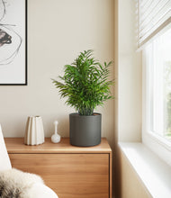 Load image into Gallery viewer, Dark Olive