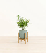 Load image into Gallery viewer, Reactive Aqua stand:bamboo