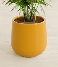 Load image into Gallery viewer, Mustard stand:all